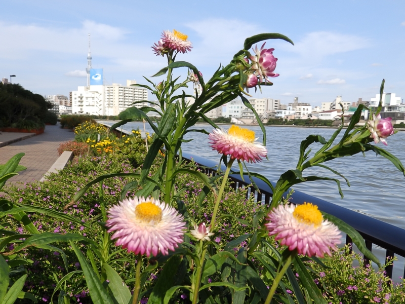 f:id:garadanikki:20151031134043j:plain