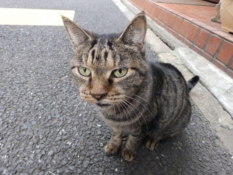 クリックすると大きくなります f:id:garadanikki:20151102093415j:plain