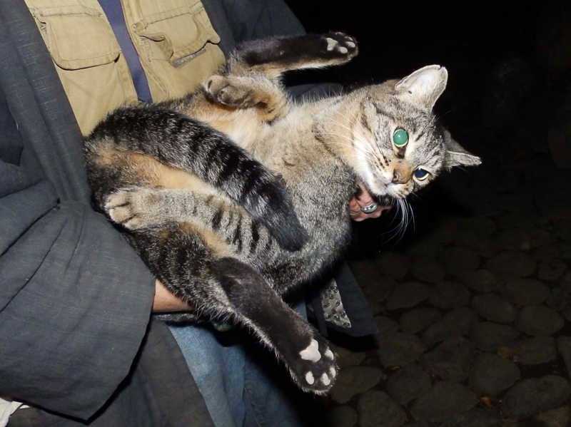 f:id:garadanikki:20151114164306j:plain