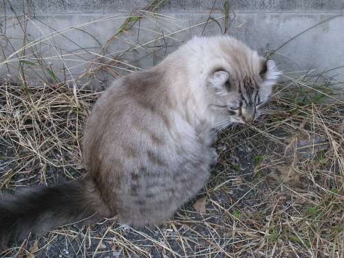 f:id:garadanikki:20151207093725j:plain