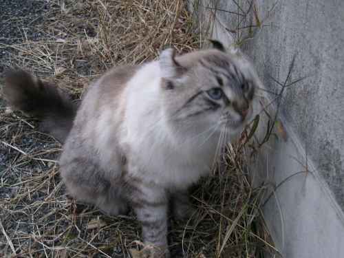 f:id:garadanikki:20151207093727j:plain