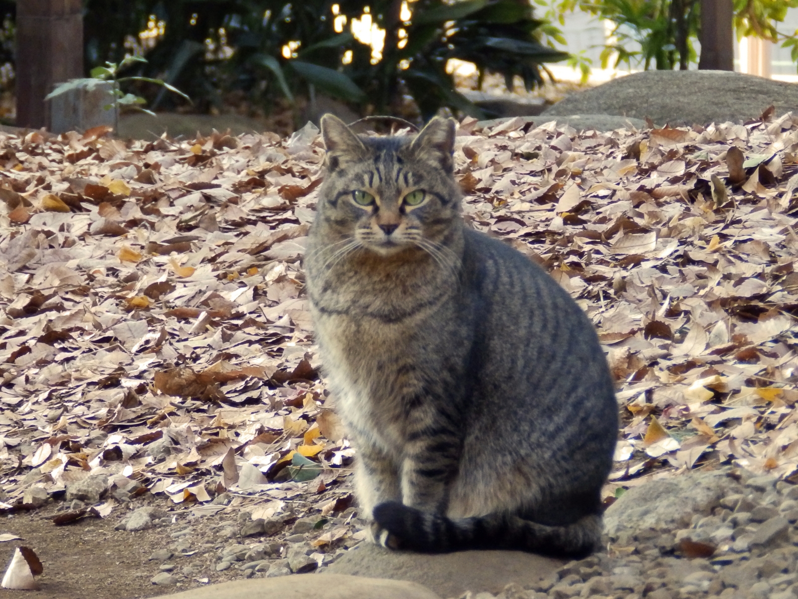 f:id:garadanikki:20160126180933j:plain