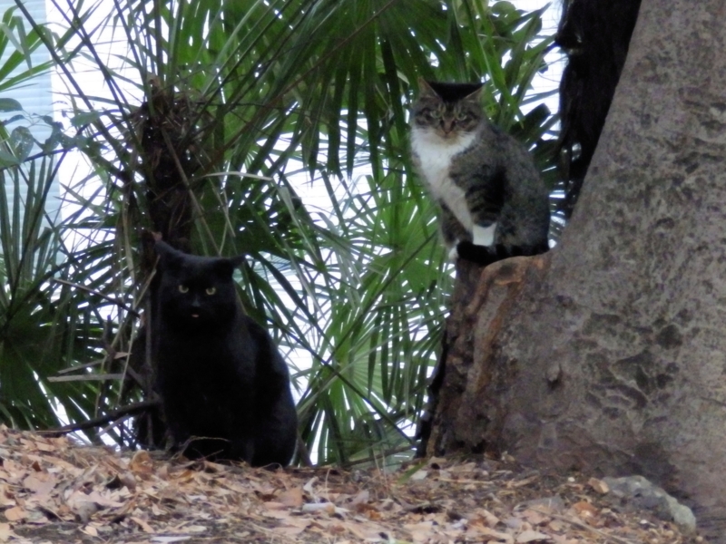 f:id:garadanikki:20160318102939j:plain