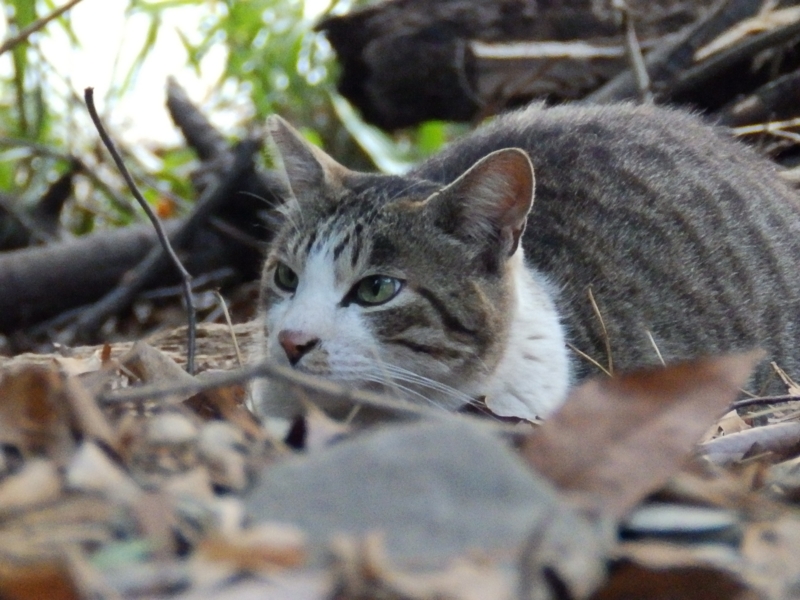 f:id:garadanikki:20160318102942j:plain