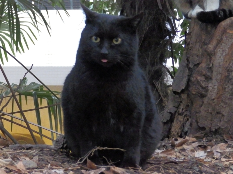 f:id:garadanikki:20160318102943j:plain