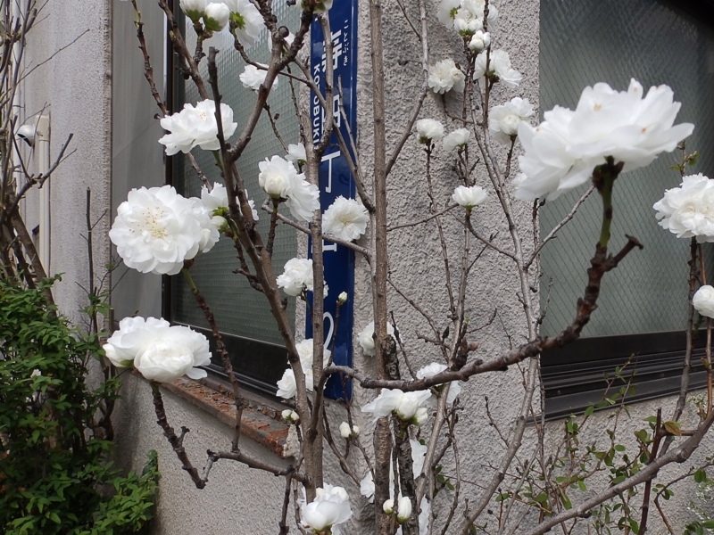 f:id:garadanikki:20160331220338j:plain