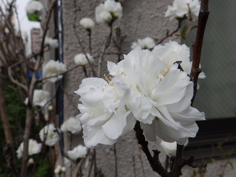 f:id:garadanikki:20160331220340j:plain