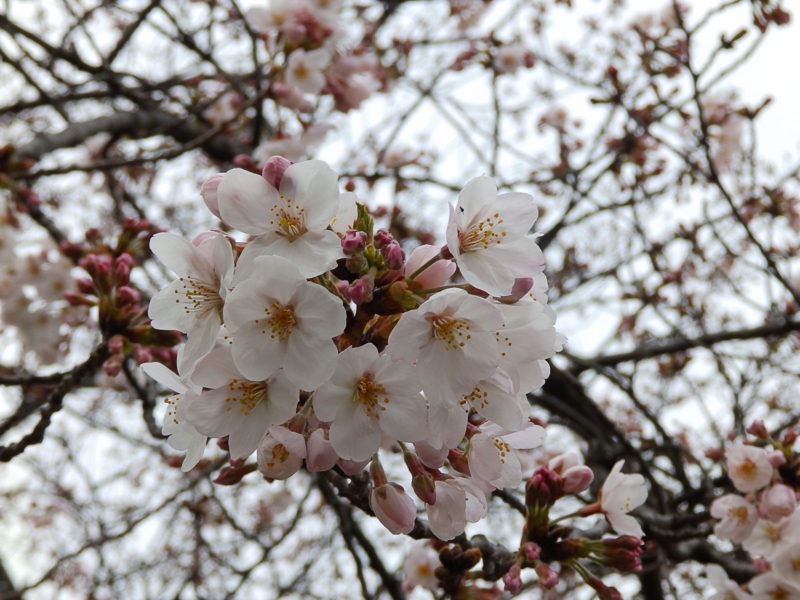 f:id:garadanikki:20160331220356j:plain