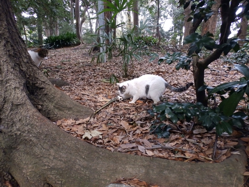 f:id:garadanikki:20160401125611j:plain