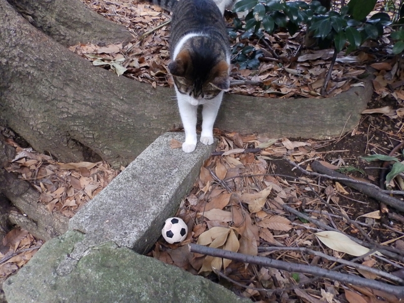 f:id:garadanikki:20160401125612j:plain