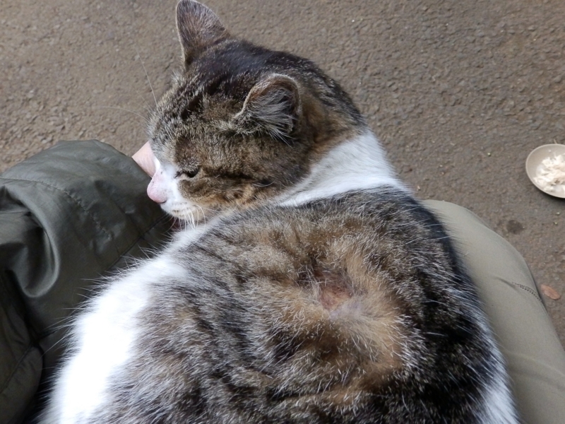 クリックすると大きくなります f:id:garadanikki:20160401125615j:plain