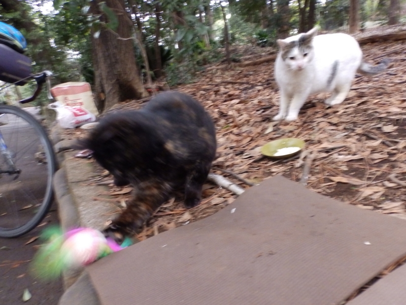f:id:garadanikki:20160406163847j:plain