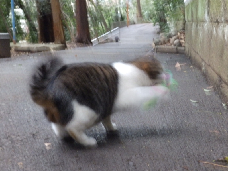 f:id:garadanikki:20160406163848j:plain