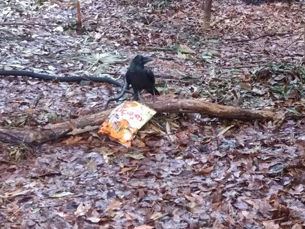 クリックすると大きくなります f:id:garadanikki:20160410040118j:plain