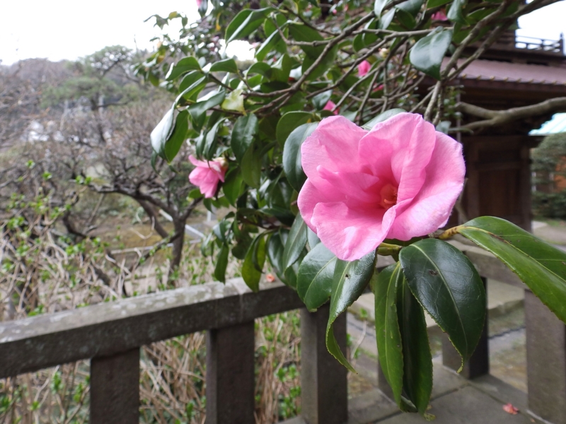 クリックすると大きくなります f:id:garadanikki:20160411113052j:plain