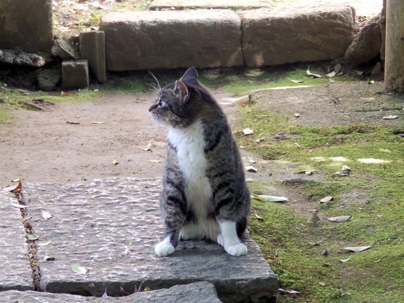 クリックすると大きくなります f:id:garadanikki:20160502095513j:plain