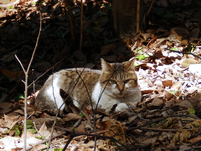 クリックすると大きくなります f:id:garadanikki:20160502095514j:plain