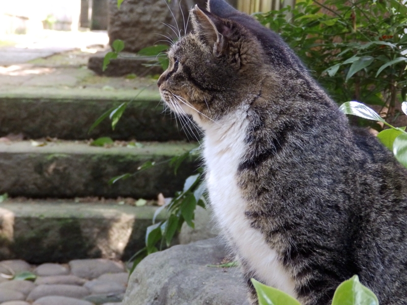 クリックすると大きくなります f:id:garadanikki:20160502095515j:plain