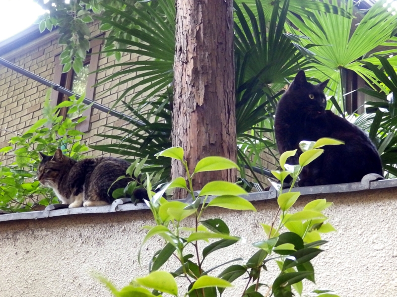 クリックすると大きくなります f:id:garadanikki:20160502095519j:plain