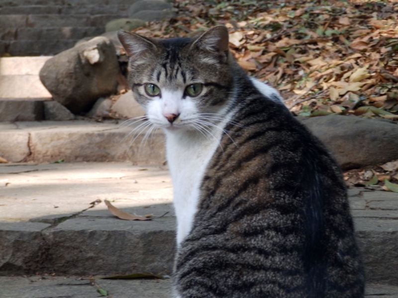 クリックすると大きくなります f:id:garadanikki:20160508102014j:plain