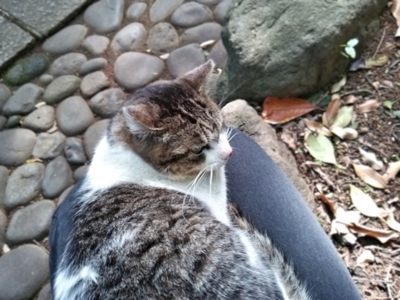 クリックすると大きくなります f:id:garadanikki:20160508102015j:plain