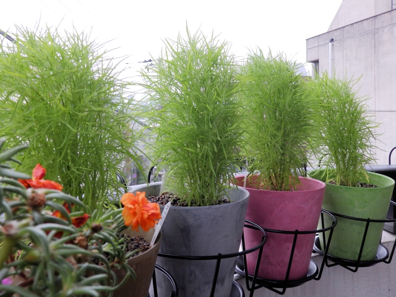 f:id:garadanikki:20160620112359j:plain