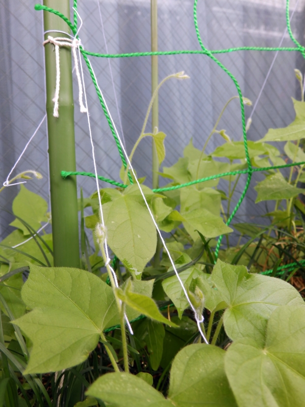 f:id:garadanikki:20160706141932j:plain