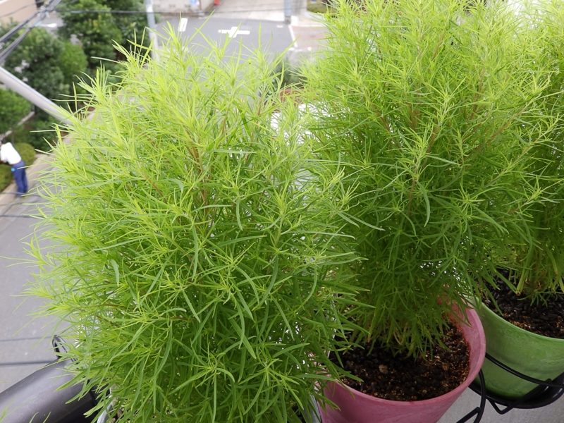 f:id:garadanikki:20160706141933j:plain