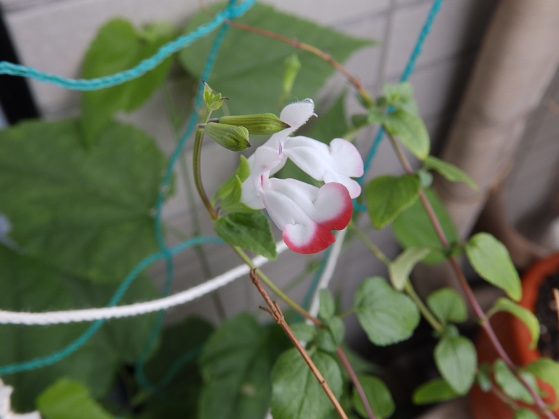 f:id:garadanikki:20160706141934j:plain