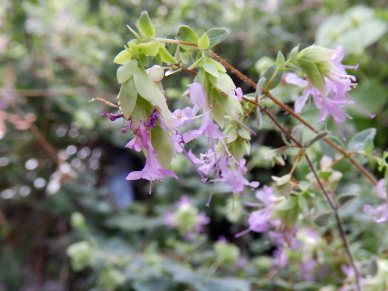 f:id:garadanikki:20160706141935j:plain