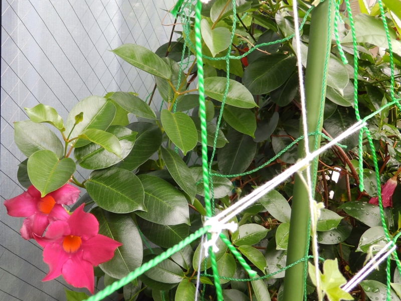 f:id:garadanikki:20160706141936j:plain