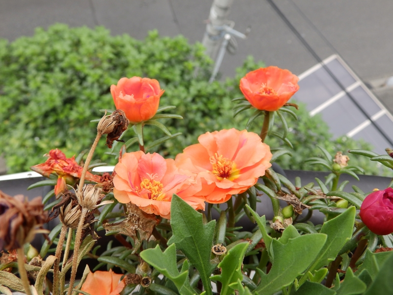 f:id:garadanikki:20160706141938j:plain