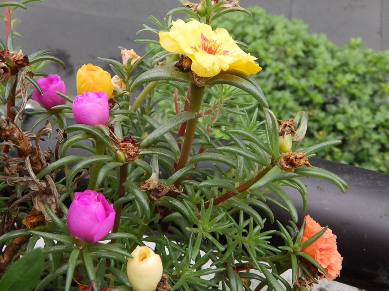 f:id:garadanikki:20160706141939j:plain