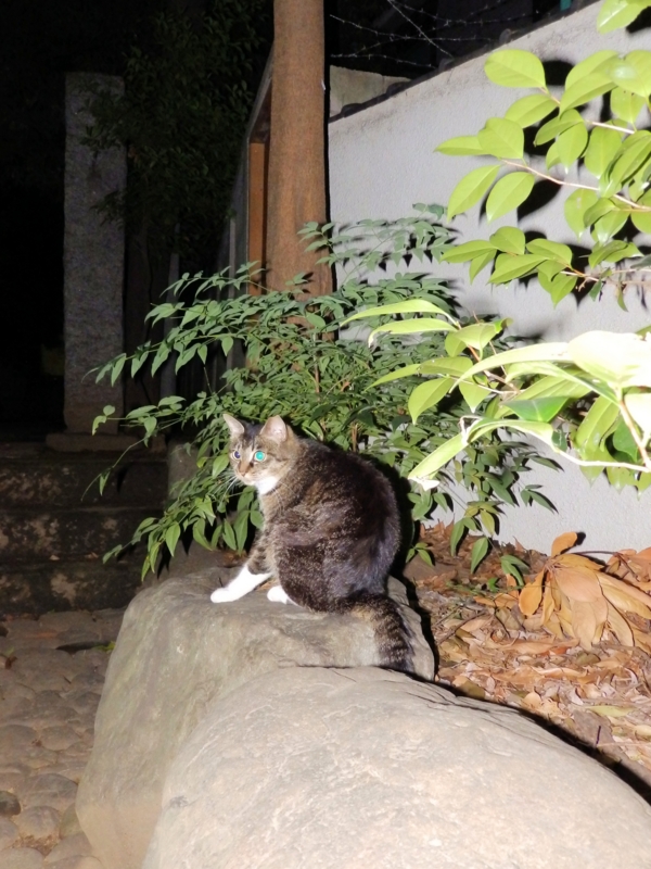 f:id:garadanikki:20160708101834j:plain