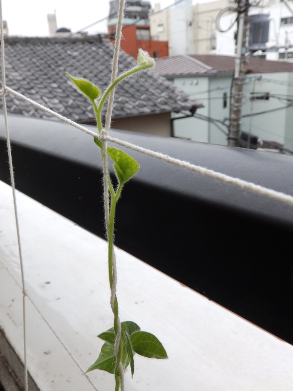 f:id:garadanikki:20160708101835j:plain