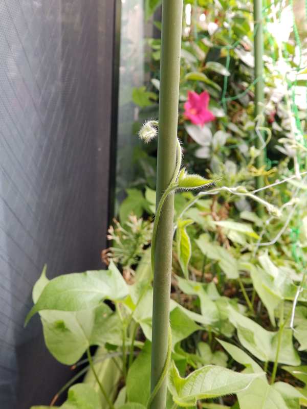 f:id:garadanikki:20160708101836j:plain