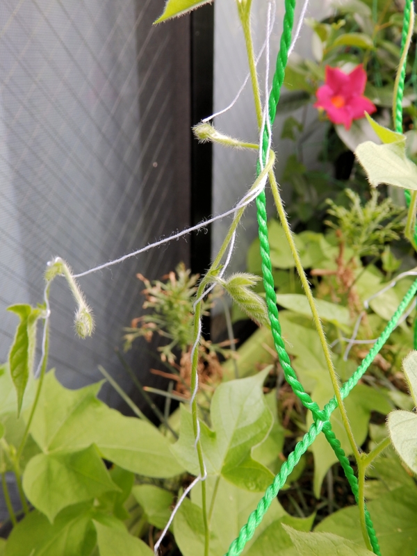 f:id:garadanikki:20160708101839j:plain