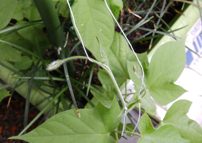 f:id:garadanikki:20160708101840j:plain