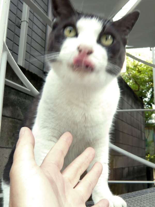 クリックすると大きくなります f:id:garadanikki:20160710220111j:plain