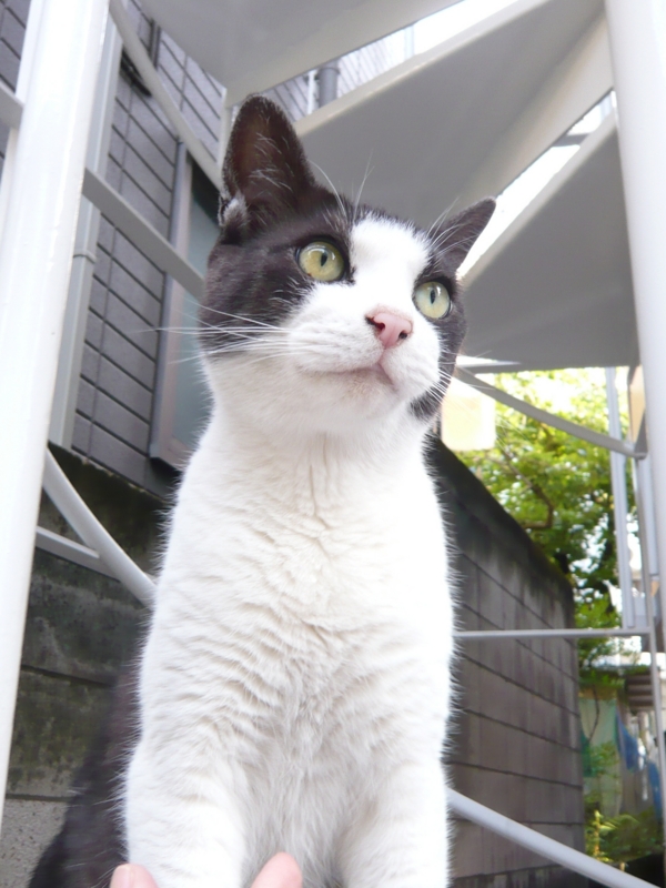 クリックすると大きくなります f:id:garadanikki:20160710220112j:plain
