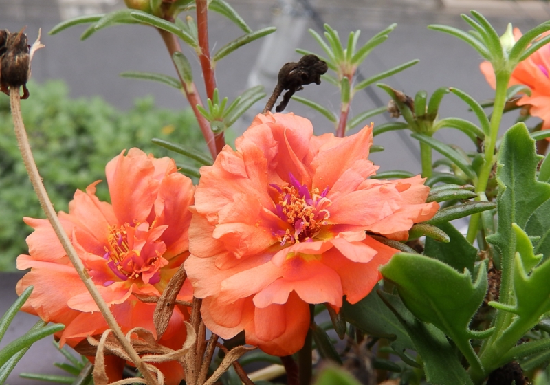 f:id:garadanikki:20160726130101j:plain