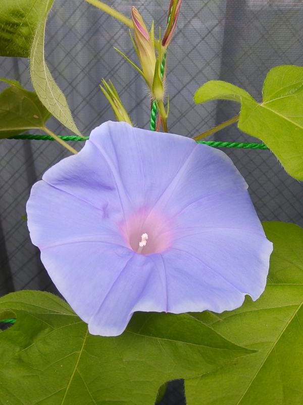 f:id:garadanikki:20160726130104j:plain