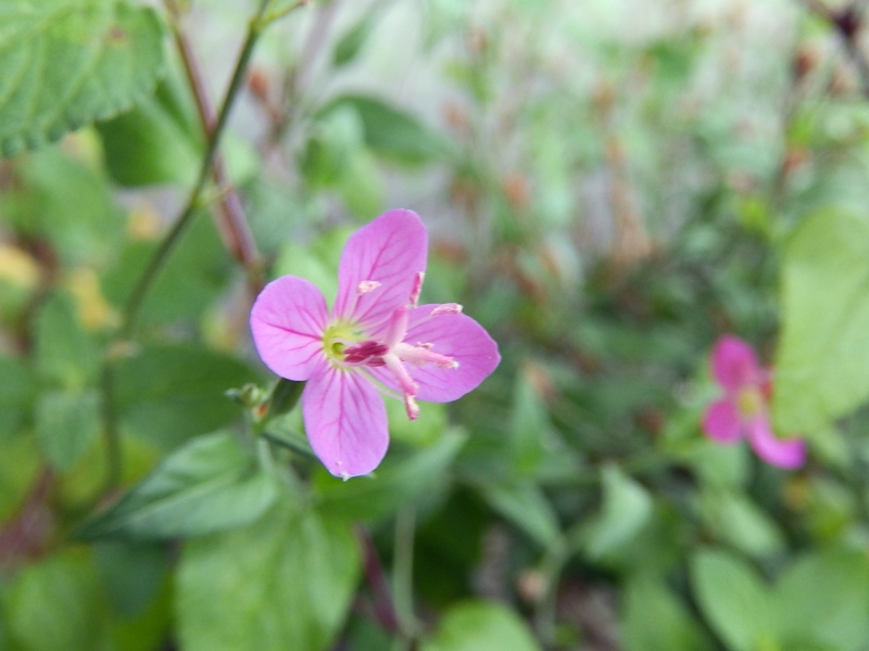 f:id:garadanikki:20160726130105j:plain