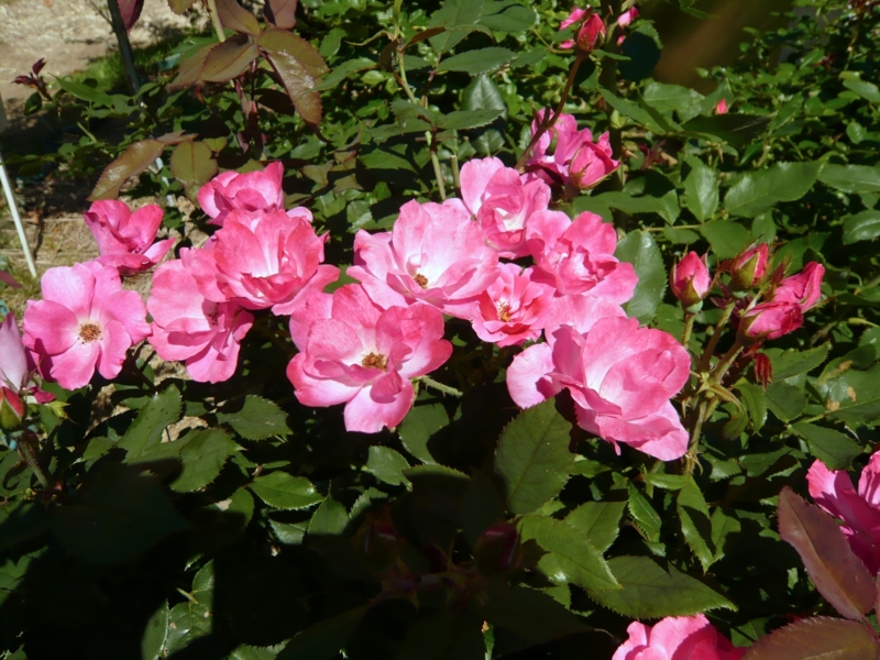 f:id:garadanikki:20160731235532j:plain