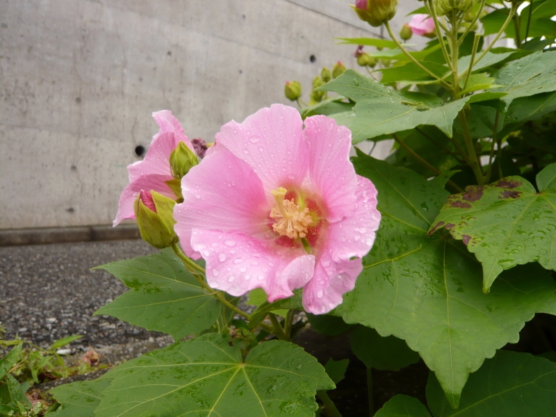 f:id:garadanikki:20160801121547j:plain