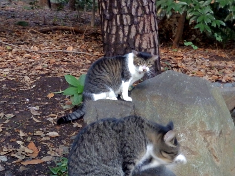 クリックすると大きくなります f:id:garadanikki:20160904130746j:plain