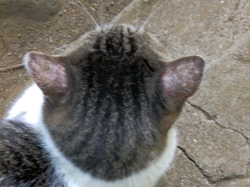 クリックすると大きくなります f:id:garadanikki:20160906102340j:plain