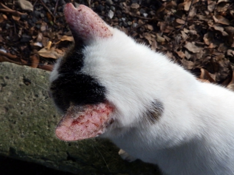 クリックすると大きくなります f:id:garadanikki:20160906102341j:plain