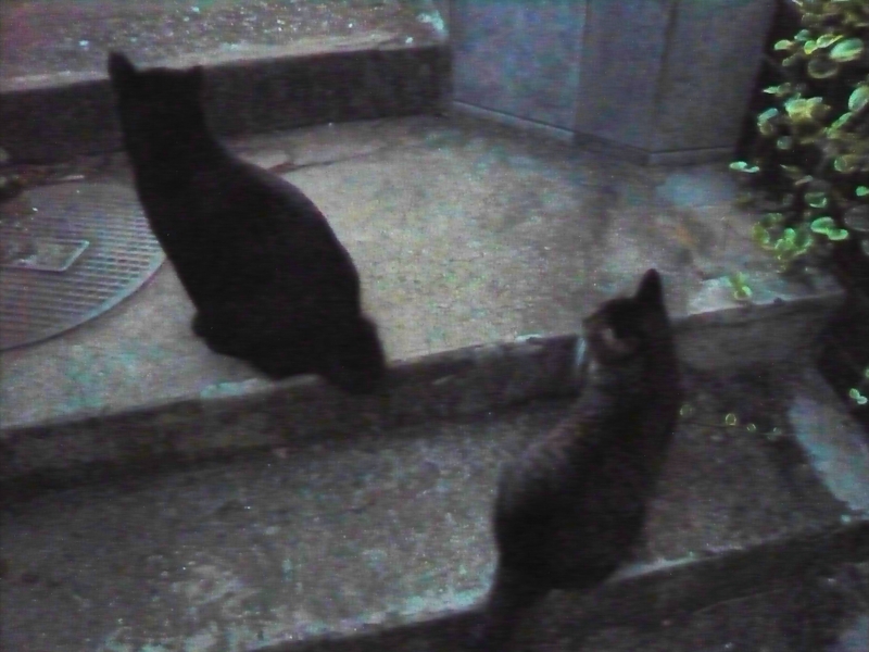 クリックすると大きくなります f:id:garadanikki:20160911055038j:plain