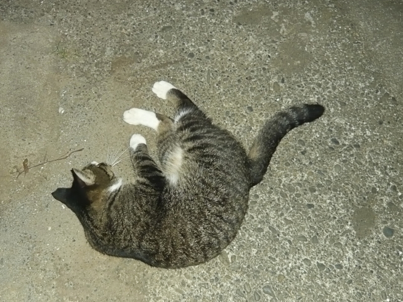 クリックすると大きくなります f:id:garadanikki:20160911055040j:plain